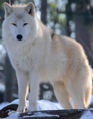 The White Wolf