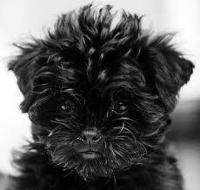 Affenpinscher