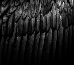 Black Feathers