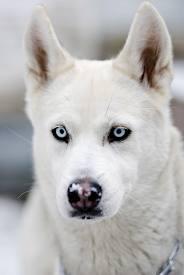 Husky Blue