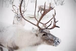 Chapter one: Reindeer racing and sugar cookies