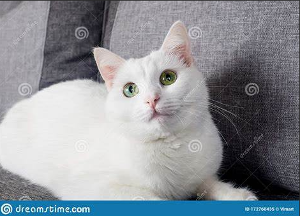 Turkish Angora cats