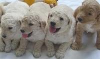 Goldendoodle