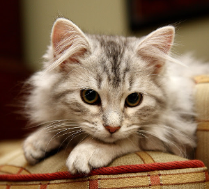 Siberian cats