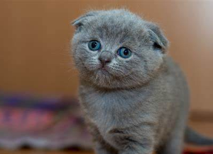 Scottish Fold cats