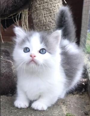 Munchkin cats