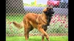 Some dogs you've just got to see! Leonbergers