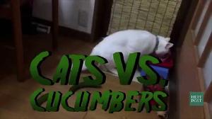 Cats VS Cucumbers