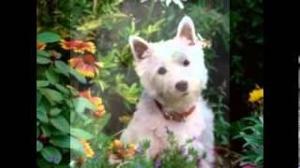 Some dogs you've just got to see! West Highland White Terriers