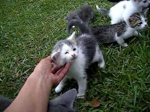 10 Kittens 1st day outside!