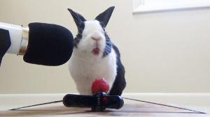 Rabbit eating juicy strawberry ASMR