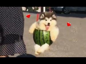 melon boi