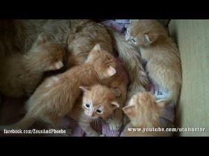 Cute Ginger Kittens Playing with their Momma