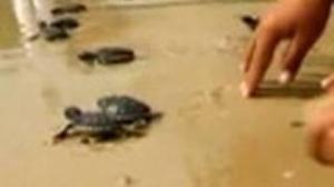 Baby Sea Turtles Released