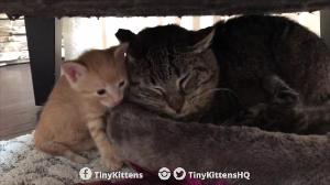 Ancient battle-scarred feral cat meets tiny kittens