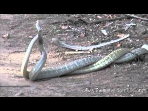 Mating Rat Snakes