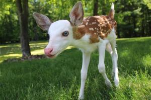 Rare white-faced deer rejected by mom, but in loving hands | GrindTV.com