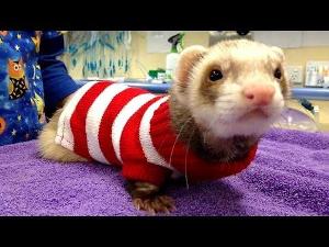 Funny and cute ferret videos compilation