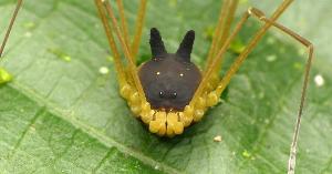 Real Monstrosities: Bunny Harvestman