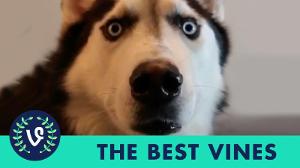 NEW The Best Vines of February 2015 | Part 2 Vine Compilation