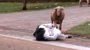 Angry Billy Goat Terrorizes Town