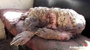 Awe-inspiring recovery of a dog turning to stone from mange