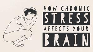 How stress affects your brain - Madhumita Murgia