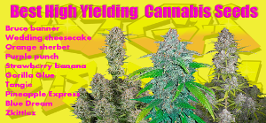 Best High Yield Strains Seeds in 2022 - cannabis-md.com