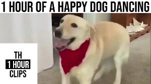 1 Hour of a Happy Dog Dancing