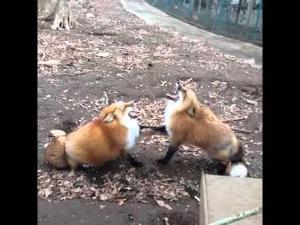 Gekkering Foxes