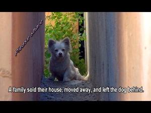 A family sold their house, moved away, and left the dog behind. Please share.