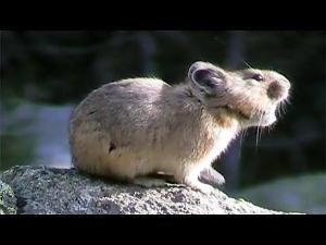 American Pikas Calling Out ~ Cute Animals in Nature