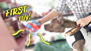 Buying a Homeless Dog an ENTIRE Pet Store! - Challenge