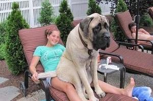 21 Dogs Who Don't Realize How Big They Are