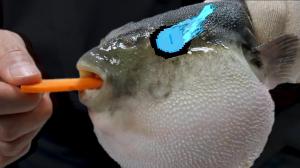 Pufferfish Eats Carrot and Sings Megalovania meme