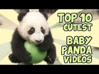 TOP 10 CUTEST BABY PANDA VIDEOS