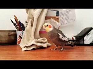 Bird Sings Popular Theme Song