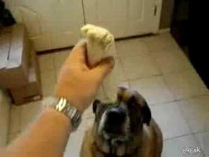 Dog eats Bean Burrito in 1 second