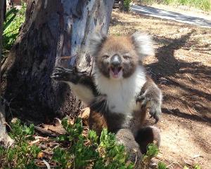 Koala Gets Kicked Out Of Tree and Cries!