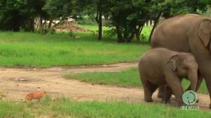 Baby elephant and a cat