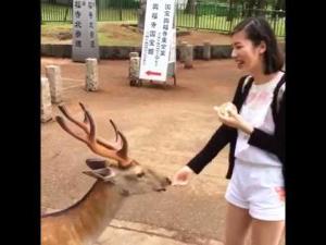 Tfw you're a deer and you just want your deer snacks so you bow politely and respectfully