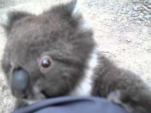 Koala climbs up my leg for a cuddle