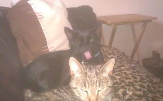 Does my Bombay cat look EVIL in this picture? He looks evil to me! LOL