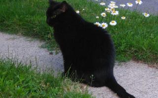 Do you have pets? If so, what kind? I have a black cat :P. I used to have a hamster but it died :'(