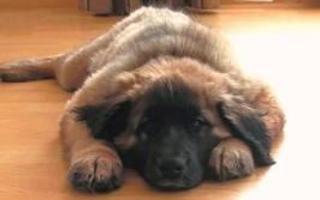 Do you love this picture? Well i think it is adorable. By the way it is a leonberger.