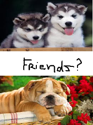 Do English Bulldogs and Siberian Huskies get along? Like, if you buy/adopt both of them as puppies? Because I want a Siberian Husky and my little brother wants a English bulldog but we're not sure if they would get along? My mum isn't crazy about two dog breeds in one house though.. so please help! (Persuasions appreciated) Thanks guys!