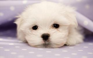 what is your opinion on the maltese breed? What's your opinion