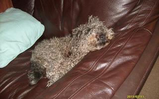 Is my dog cute or not? He is a 5 year old Schnoodle called Benny Boy