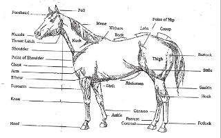 Do you have a horse, or just LOVE horses? Then PLEASE join my Horse Knowledge page. I'll try to help you with all your horsey needs and questions any day. So please Join even if you don't need any horsey help, or have any questions at the moment. (The picture for my page will look like the one used for this question)