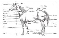 Do you have a horse, or just LOVE horses? Then PLEASE join my Horse Knowledge page. I'll try to help you with all your horsey needs and questions any day. So please Join even if you don't need any horsey help, or have any questions at the moment. (The picture for my page will look like the one used for this question)